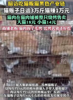 暗访吃猫产业链，商家一天到货3万斤赚一万，贩子“比烤乳猪香”