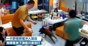 笑不活了！野猪莽撞冲入饭店两顾客兴奋追打，网友：猪哥不容易！-图7