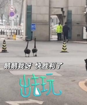 清华黑天鹅“逃学”被万人围观，被抓后更搞笑，演绎“非生即走”