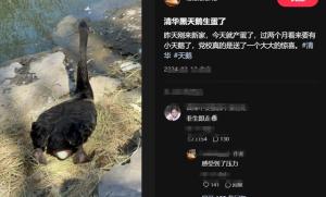 清华黑天鹅“逃学”被万人围观，被抓后更搞笑，演绎“非生即走”