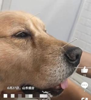 金毛犬吹空调出现面瘫被送医针灸  第2张