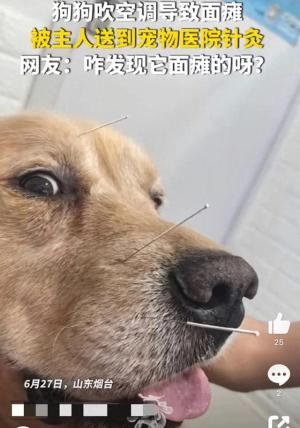 金毛犬吹空调出现面瘫被送医针灸