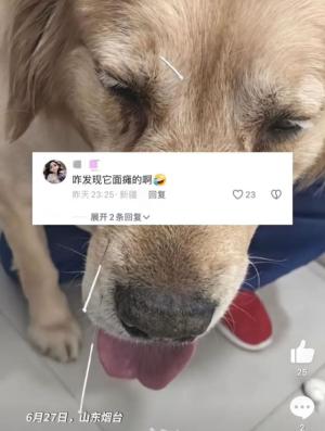 金毛犬吹空调出现面瘫被送医针灸