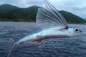 神奇的鱼类会飞翔：详细介绍飞鱼这种独特的生物