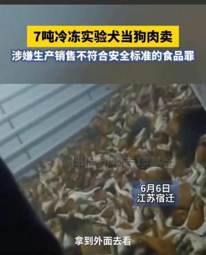 看得人发麻！全身溃烂、遍布针孔，江苏7吨冷冻实验犬被当狗肉卖