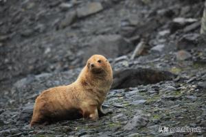 如何快速分清海豹、海狮与海象？主要看这三个方面，附带随堂测验  第3张