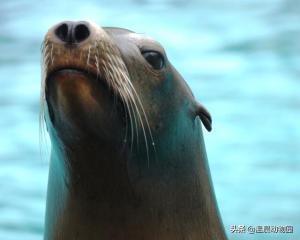 如何快速分清海豹、海狮与海象？主要看这三个方面，附带随堂测验