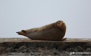 如何快速分清海豹、海狮与海象？主要看这三个方面，附带随堂测验  第6张