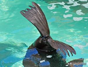 如何快速分清海豹、海狮与海象？主要看这三个方面，附带随堂测验  第9张