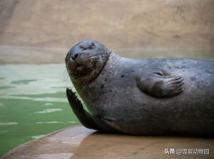 如何快速分清海豹、海狮与海象？主要看这三个方面，附带随堂测验  第10张