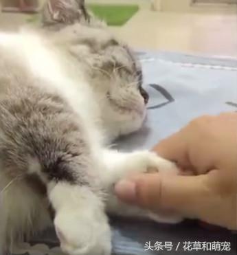 猫咪平时不让摸，趁它睡着后，主人终于把猫咪摸了个爽！-图2