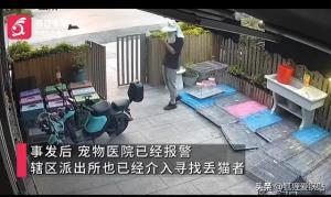 两男子在宠物医院遗弃28只猫冲上热搜，网友积极评论