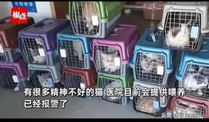 两男子在宠物医院遗弃28只猫冲上热搜，网友积极评论