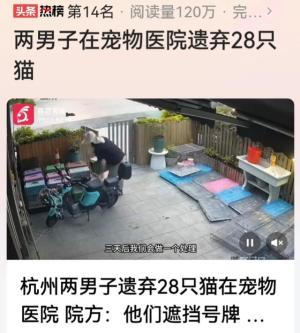 纳闷！遗弃原因惹网民猜测！两男子宠物医院弃28只猫，全程戴口罩