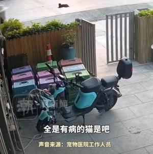 笑不活了！两男子凌晨把28只猫遗弃在宠物医院，我却笑死在评论区-图2