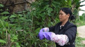 隆阳：荨麻入菜 地道夏日农家味 爽口又养身！-图3