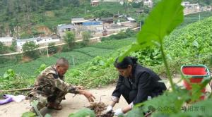 隆阳：荨麻入菜 地道夏日农家味 爽口又养身！-图7