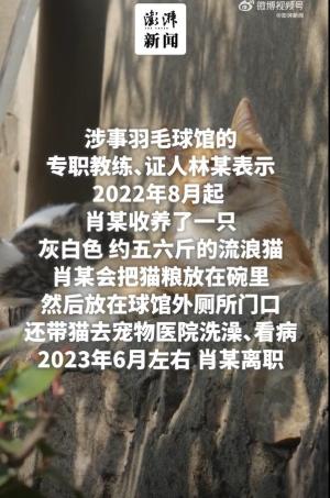 男子被流浪猫绊倒投喂者赔24万案宣判！  第4张